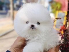 Pomeranian mini