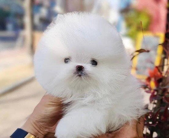 Pomeranian mini
