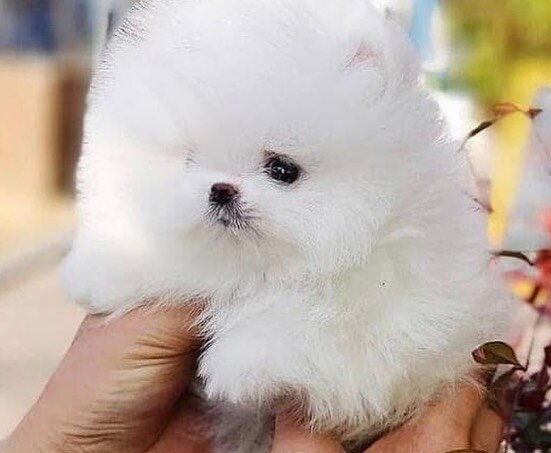 Pomeranian mini