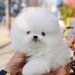Pomeranian mini