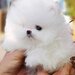 Pomeranian mini