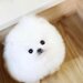 Pomeranian mini